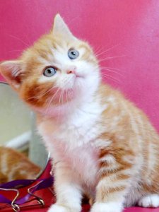 Новый проект (3)