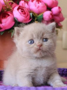 Новый проект (3)