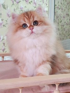 Новый проект (3)