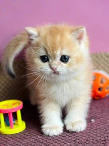 Новый проект (3)