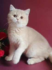 Новый проект (3)