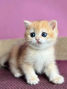 Новый проект (3)