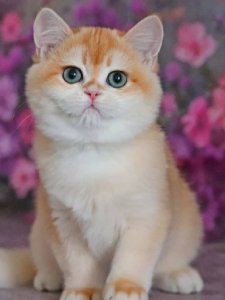 Новый проект (3)