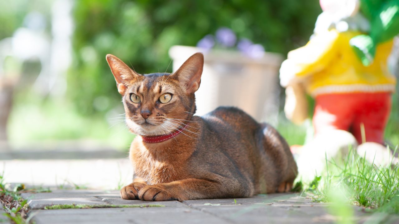 Abyssinian