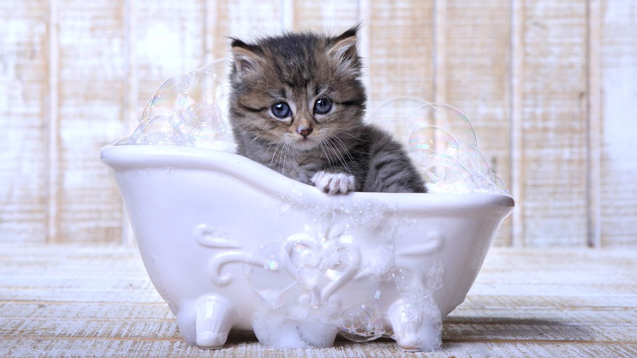 Cat Breeds That Like Water