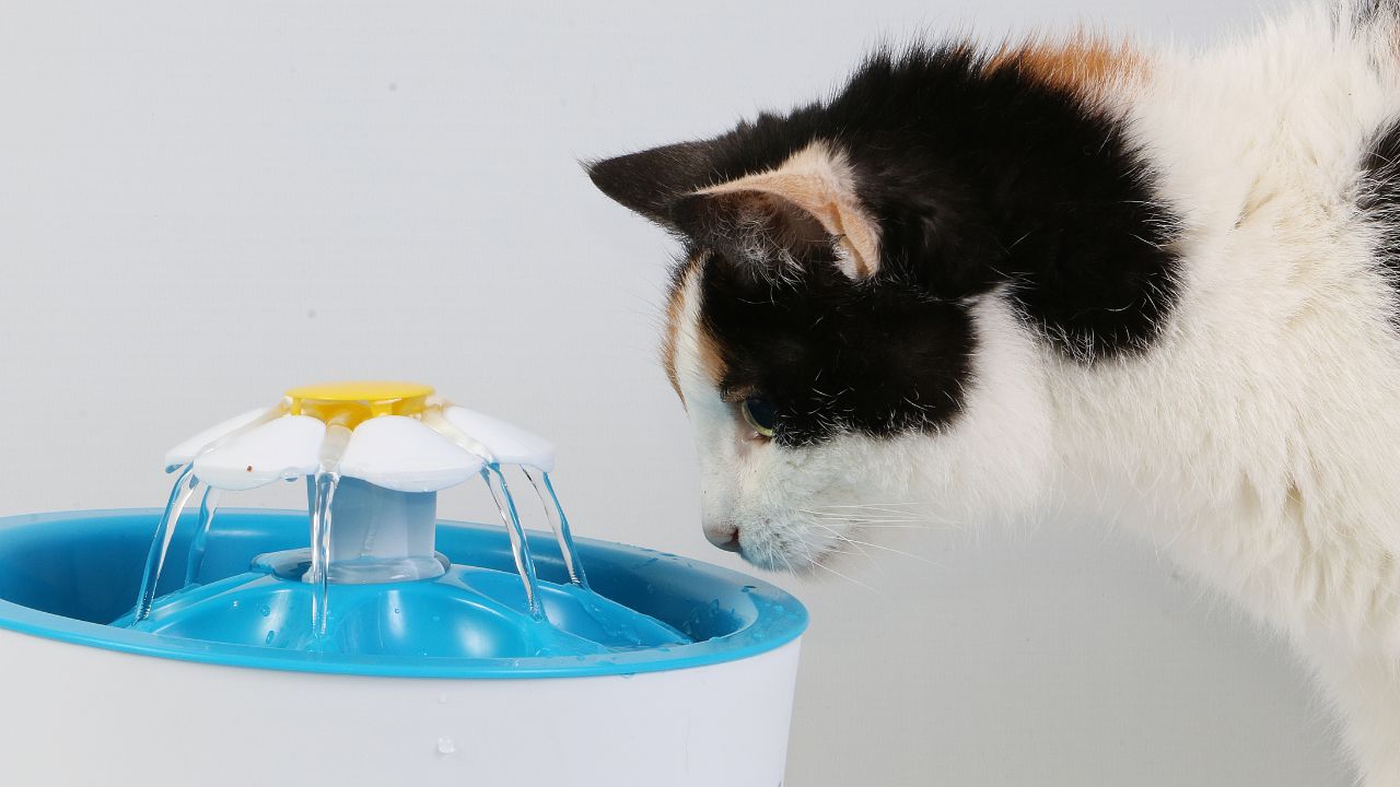 Fun Water Activities for Cats