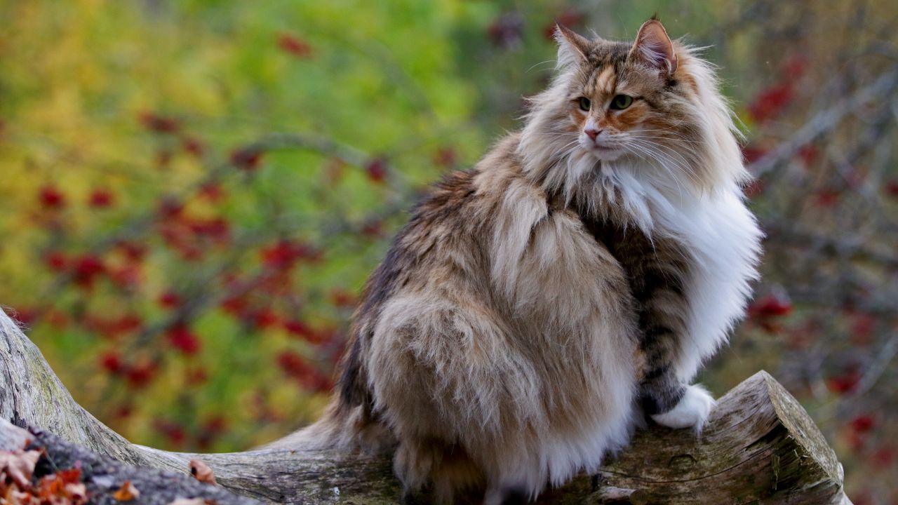 Norwegian Forest Cat