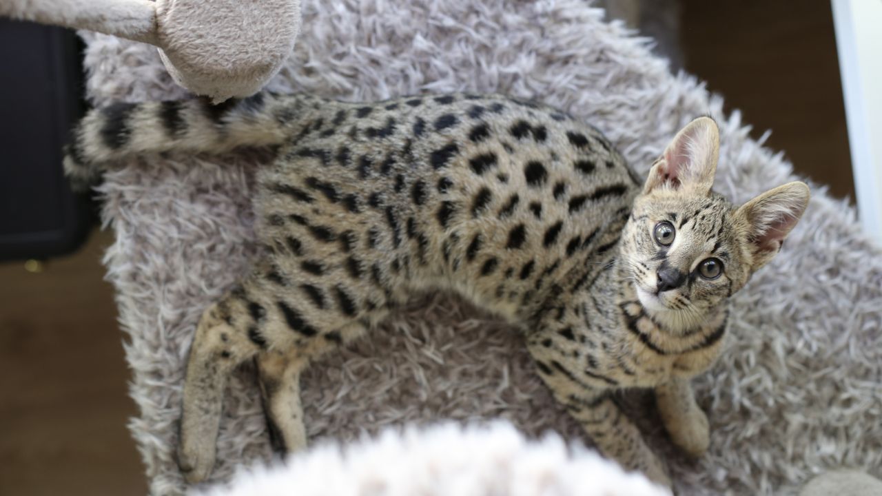 Savannah Cat