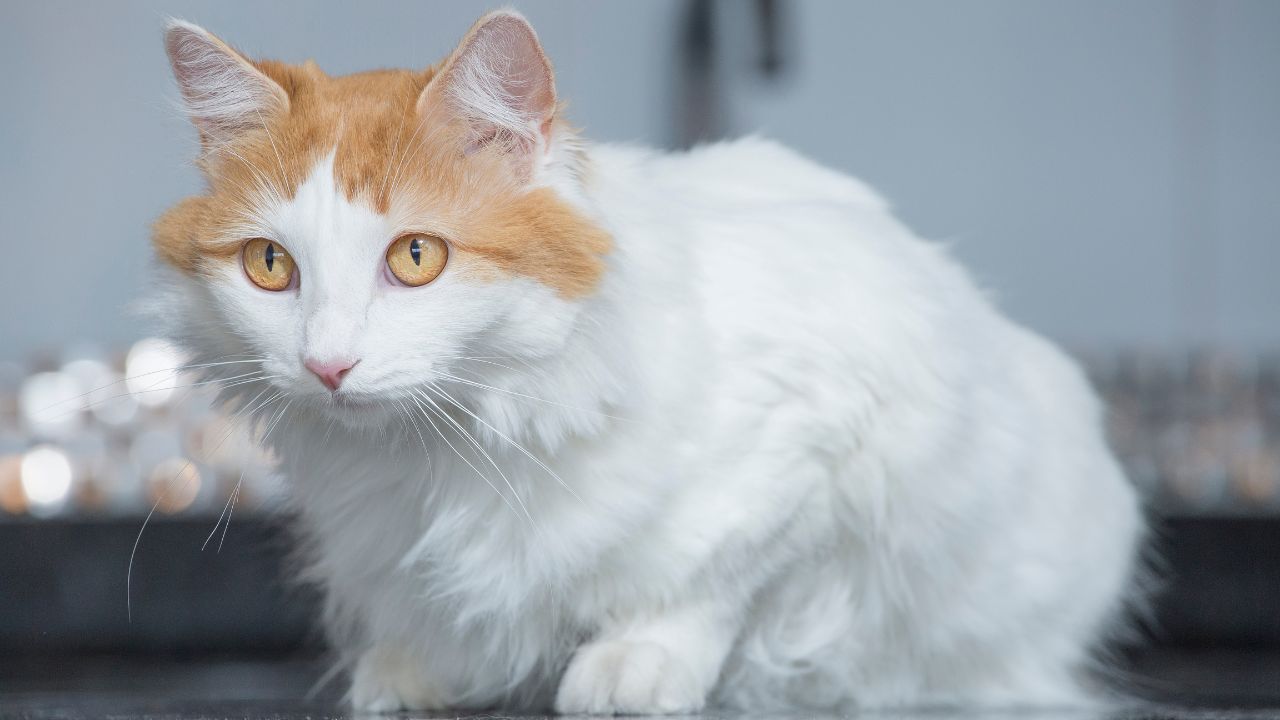 Turkish Van