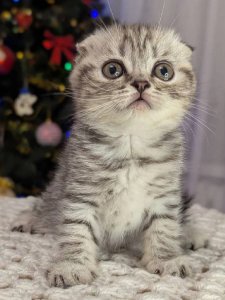 Новый проект (1)