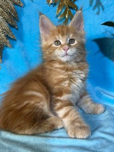 Новый проект (1)