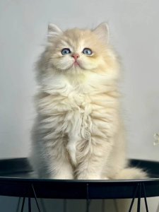 Новый проект (1)