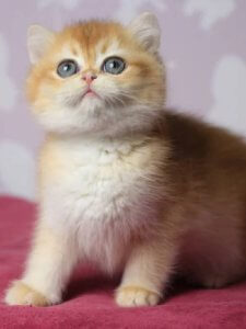 Новый проект (1)