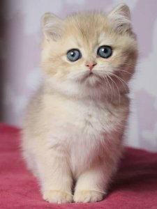 Новый проект (1)