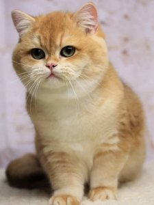 Новый проект (1)