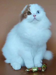 Новый проект (1)