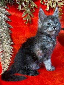 Новый проект (1)