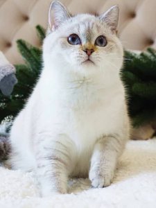 Новый проект (1)