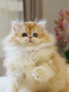 Новый проект (1)