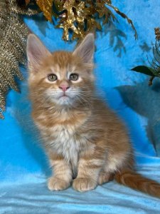 Новый проект (2)