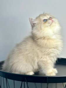 Новый проект (2)