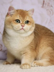 Новый проект (2)