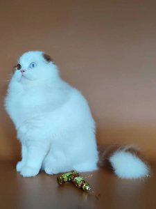 Новый проект (2)