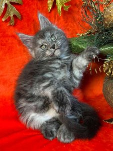 Новый проект (2)