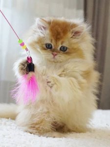 Новый проект (2)