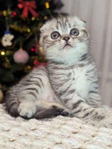 Новый проект (3)