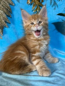 Новый проект (3)