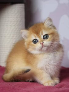 Новый проект (3)