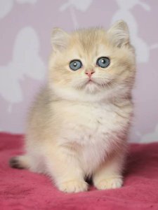 Новый проект (3)