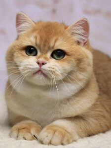 Новый проект (3)