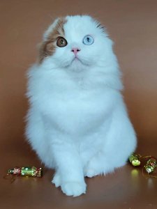 Новый проект (3)