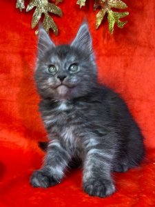 Новый проект (3)