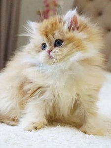 Новый проект (3)