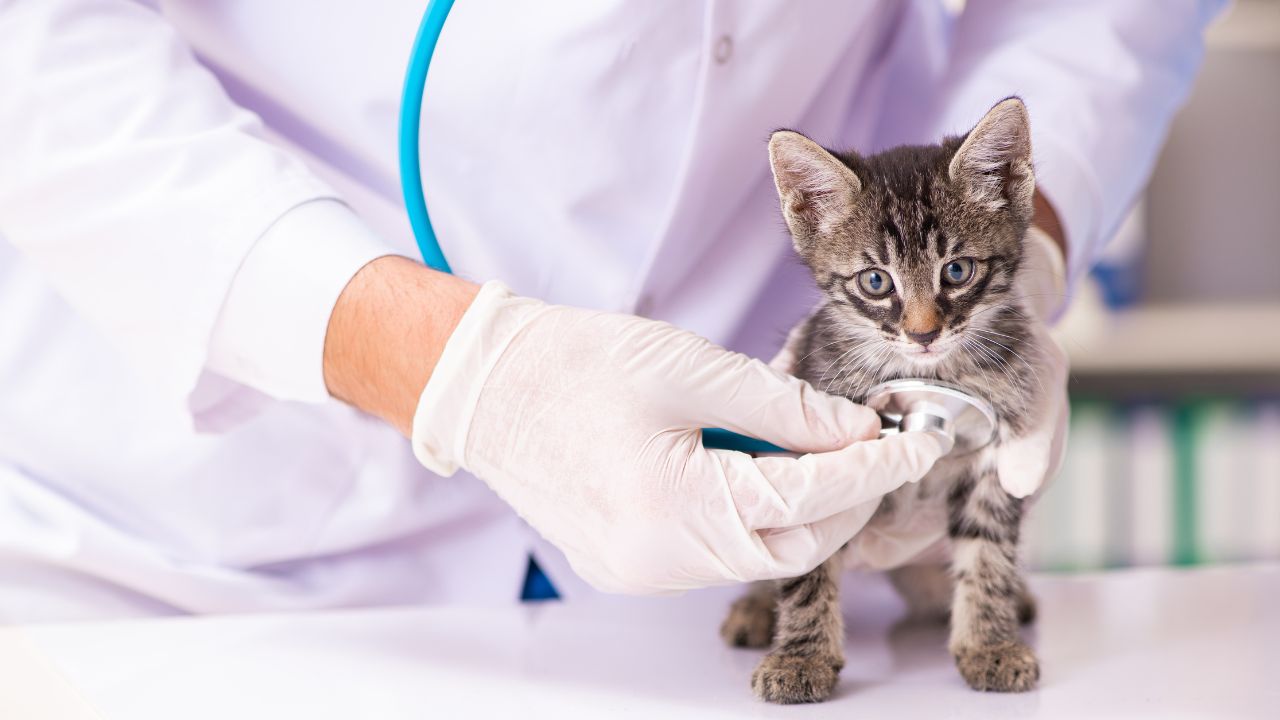 A kitten at a doctor's appointment