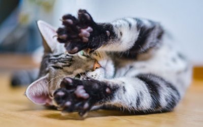 Do Cats Enjoy Paw Massages?