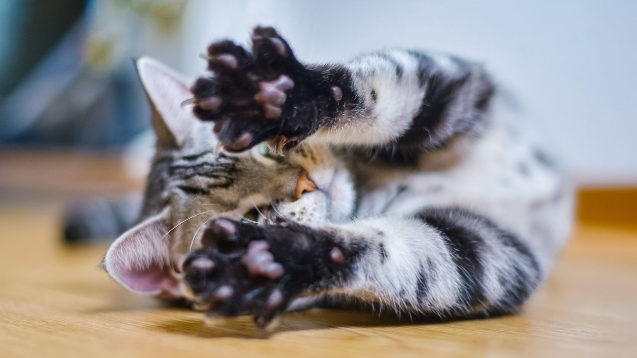 do cats enjoy paw massages