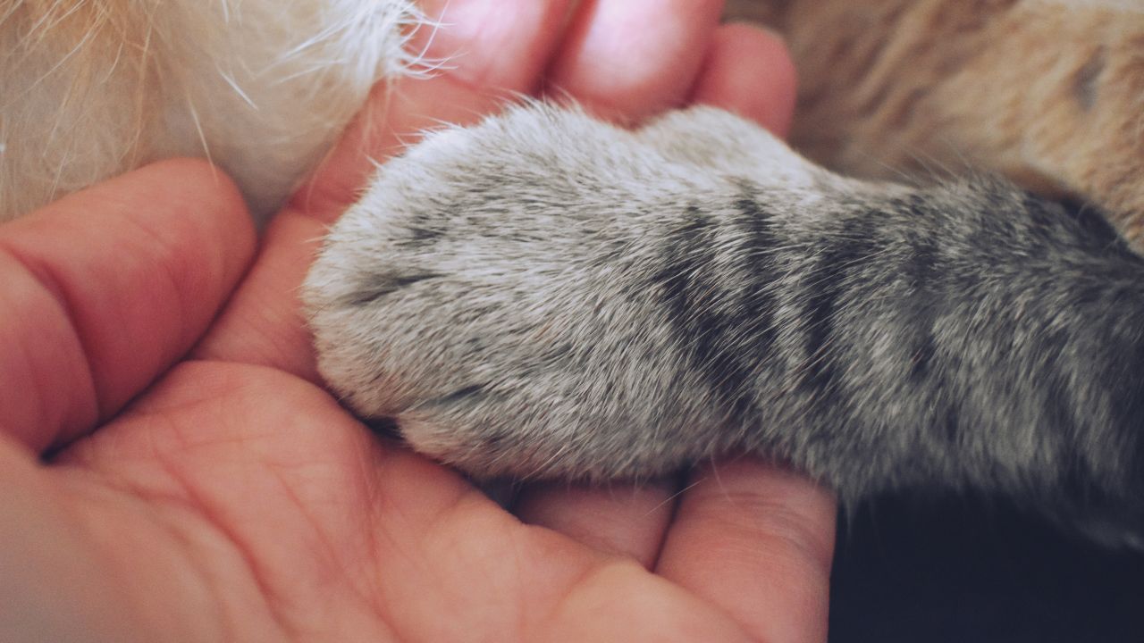 do cats like paw massages