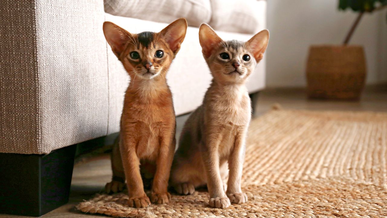 kittens of the Abyssinian breed 