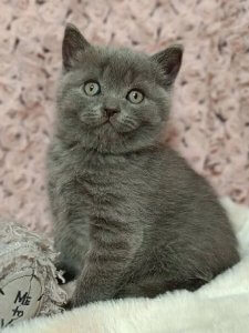 Новый проект (1)