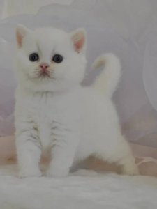 糖