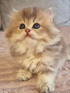 Новый проект (1)