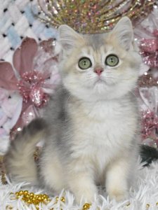 Новый проект (1)