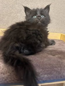 Новый проект (1)