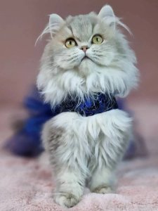 Новый проект (1)