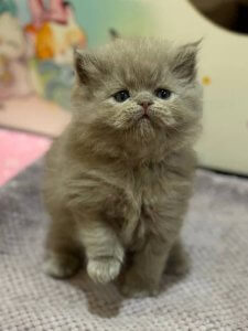 Новый проект (1)