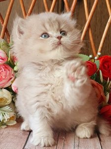 Новый проект (1)